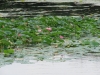 Kyoto-086