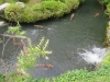 Kyoto-101