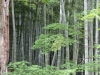 Kyoto-104