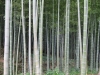 Kyoto-106