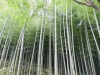 Kyoto-107