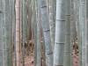 Kyoto-111