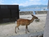 Miyajima-Hiroshima-016