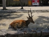 Miyajima-Hiroshima-017
