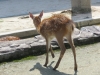 Miyajima-Hiroshima-018