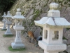 Miyajima-Hiroshima-020