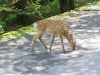 Miyajima-Hiroshima-066