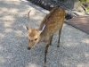 Nara-024