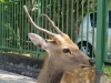 Nara-025