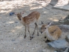 Nara-026