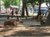 Nara-027