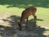Nara-028