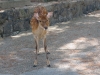 Nara-030