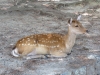 Nara-031