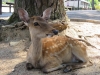 Nara-033