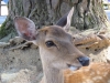 Nara-034