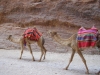 PetraDeadSea-151