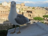 Rome-283